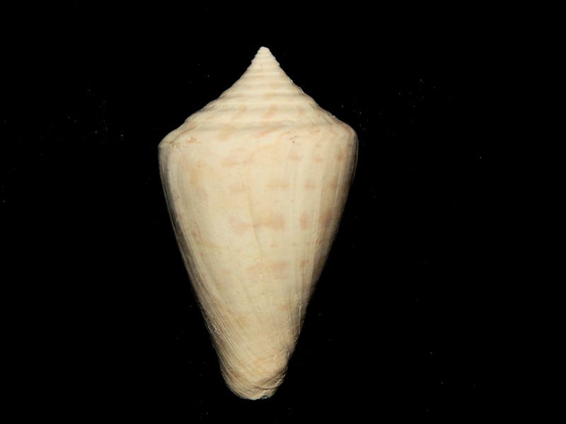 Calusaconus spuroides 1 7/8”-Brantley Pit-Lot#16052 Calusaconus spuroides 1 7/8”-Brantley Pit-Lot#16052