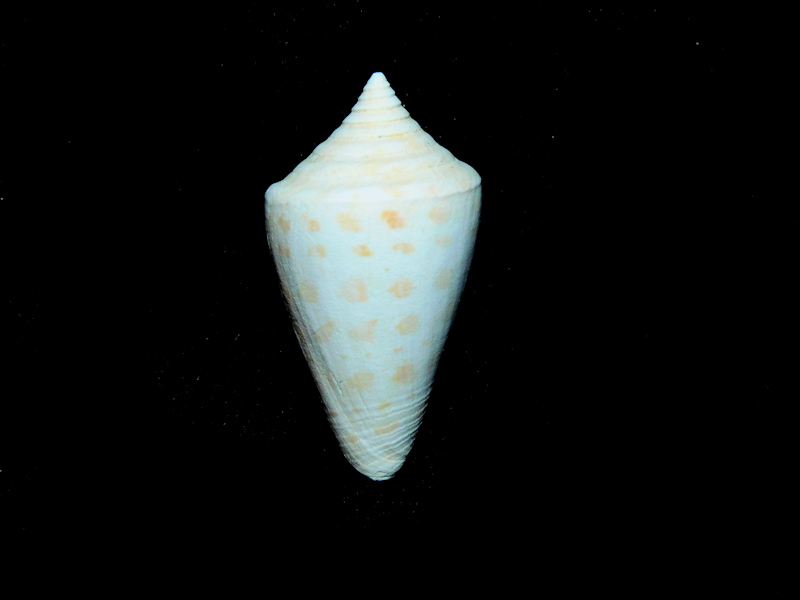 Calusaconus spuroides 1 3/8” or 33.72mm."Superb Fossil "#17321 Calusaconus spuroides 1 3/8” or 33.72mm."Superb Fossil "#17321