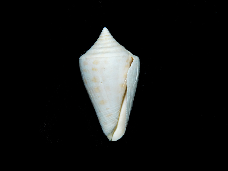 Calusaconus spuroides 1 3/8” or 33.72mm."Superb Fossil "#17321 - Click Image to Close