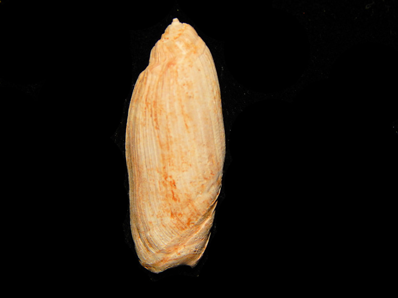 Ancilla staminea 1 ¼”-Gosport Sand Eocene-Lot#14550 Ancilla staminea 1 ¼”-Gosport Sand Eocene-Lot#14550