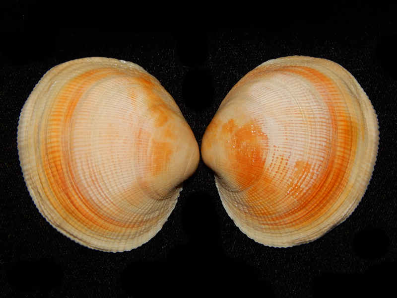 Protothaca staminea 2 1/8”-California-Lot#13001 Protothaca staminea 2 1/8”-California-Lot#13001