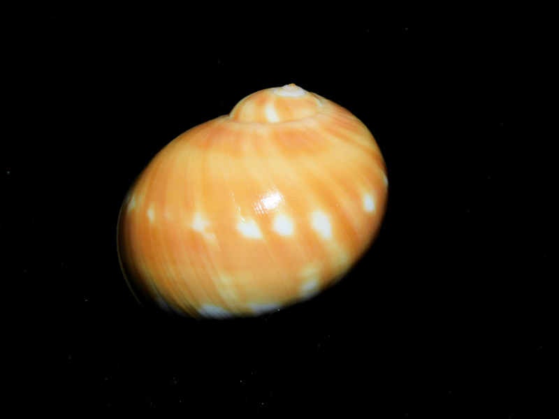 Natica stellata 1 3/8” or 32.90mm. Philippines Lot#16859 Natica stellata 1 3/8” or 32.90mm. Philippines Lot#16859