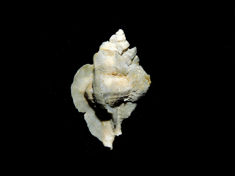 Pterorhytis fluviana 1 ¼” or 30.57mm.Desoto Shell#6 #700052 Pterorhytis fluviana 1 ¼” or 30.57mm.Desoto Shell#6 #700052