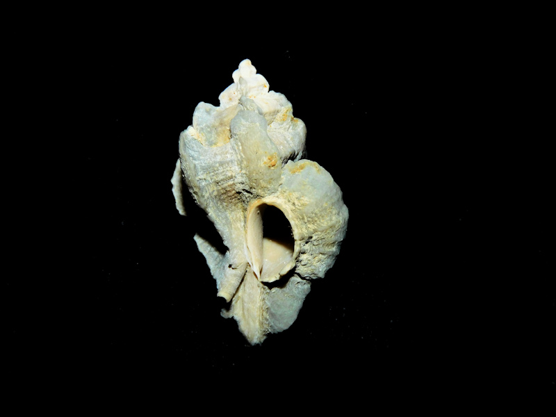 Pterorhytis fluviana 1 ¼” or 30.57mm.Desoto Shell#6 #700052