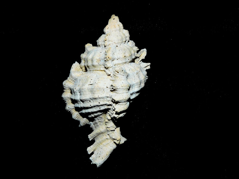 Chicoreus stephensae 2 5/8” or 64.51mm. Golden Gate Lot#16790 Chicoreus stephensae 2 5/8” or 64.51mm. Golden Gate Lot#16790