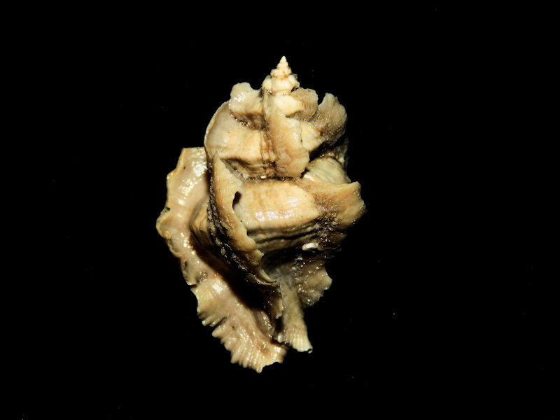 Pterorhytis fluviana 1 5/8” or 39.03mm. "Superb" #700263 Pterorhytis fluviana 1 5/8” or 39.03mm. "Superb" #700263