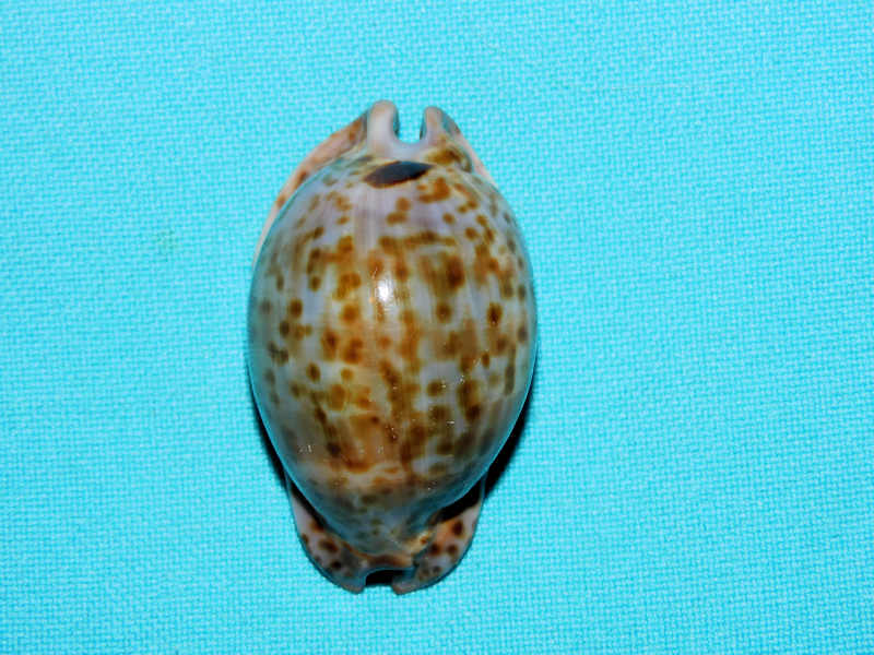 Trona stercoraria 1 ¾” or 45.92mm."Dwarf" #700379 Trona stercoraria 1 ¾” or 45.92mm."Dwarf" #700379