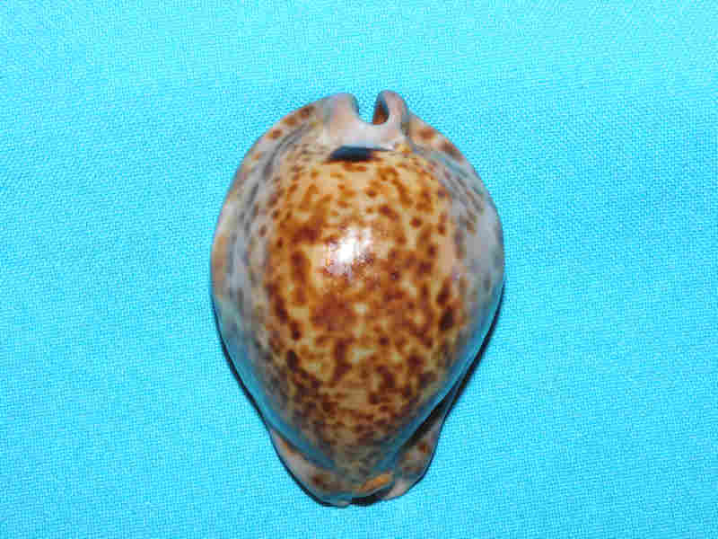 Trona stercoraria 2 ¾” or 70.05mm. "Rusty Congo Specimen" LOT#901270JB (image for) Trona stercoraria 2 ¾” or 70.05mm. "Rusty Congo Specimen" LOT#901270JB