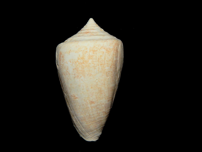 Lindaconus streami 2 3/8”-Fruitville Member-Lot#16427 Lindaconus streami 2 3/8”-Fruitville Member-Lot#16427