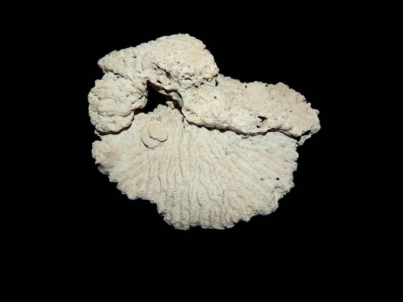 Diploria strigosa 6 1/2”-Golden Gate Multi-Level Piece Lot#16314 Diploria strigosa 6 1/2”-Golden Gate Multi-Level Piece Lot#16314