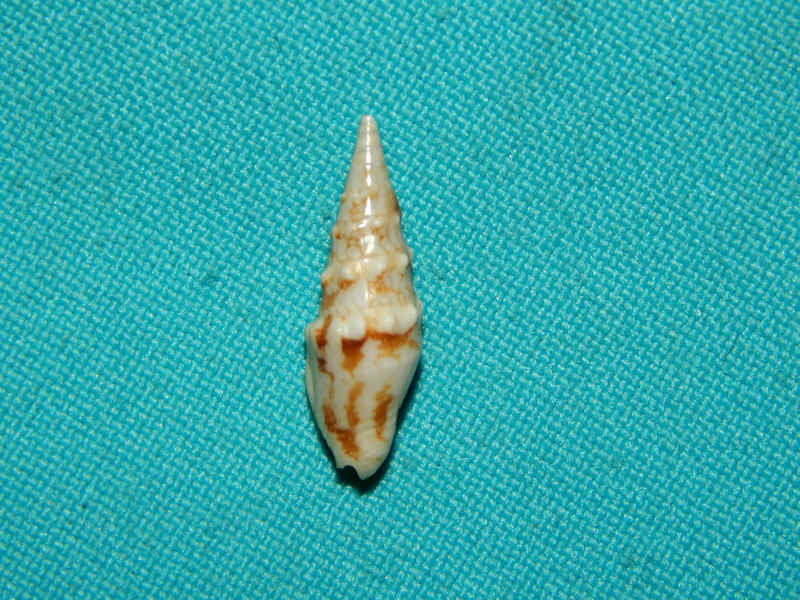 Strombina maculosa 22.53mm.-Sonora-Lot#16357 Strombina maculosa 22.53mm.-Sonora-Lot#16357
