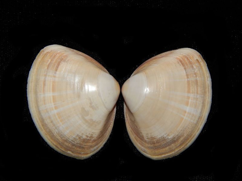Mactra stultorum 2 7/8"- United Kingdom-Lot # 10197 Mactra stultorum 2 7/8"- United Kingdom-Lot # 10197