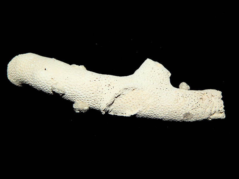 Stylophora affinis 6 ¾” -Ex-Large Ultra-Rare Coral Lot#16606 Stylophora affinis 6 ¾” -Ex-Large Ultra-Rare Coral Lot#16606