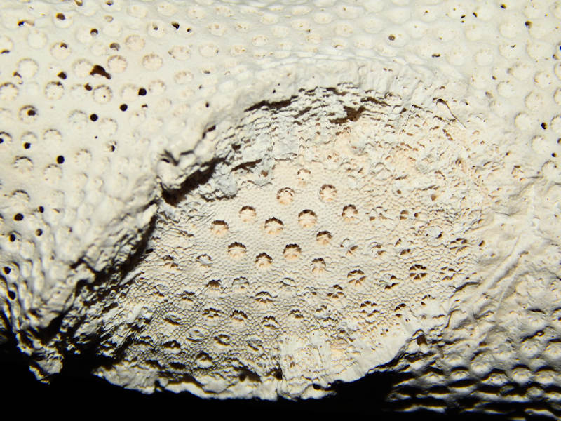 Stylophora affinis 6 ¾” -Ex-Large Ultra-Rare Coral Lot#16606