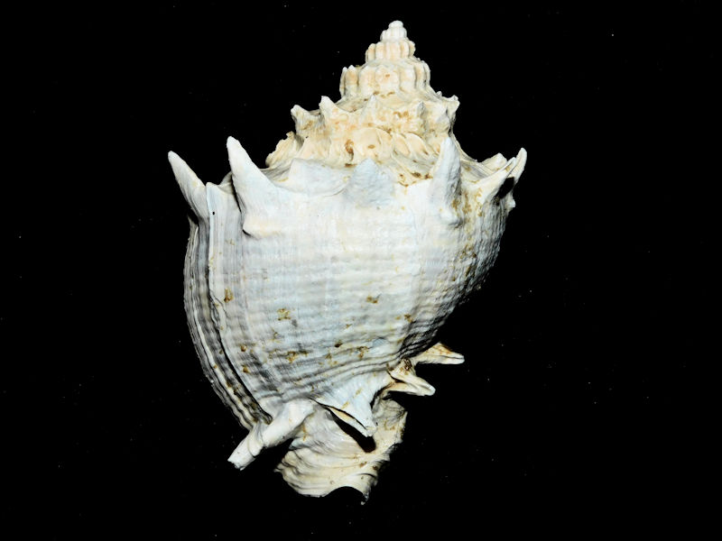 Melongena (Rexmela) subcoronata 3 1/2” or 85.14mm.#17104 Melongena (Rexmela) subcoronata 3 1/2” or 85.14mm.#17104
