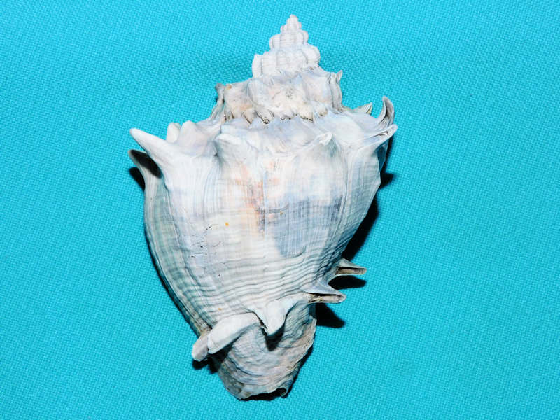 Melongena (Rexmela) subcoronata 3 1/4” & 80.47mm."Lovely"#500006 Melongena (Rexmela) subcoronata 3 1/4” & 80.47mm."Lovely"#500006