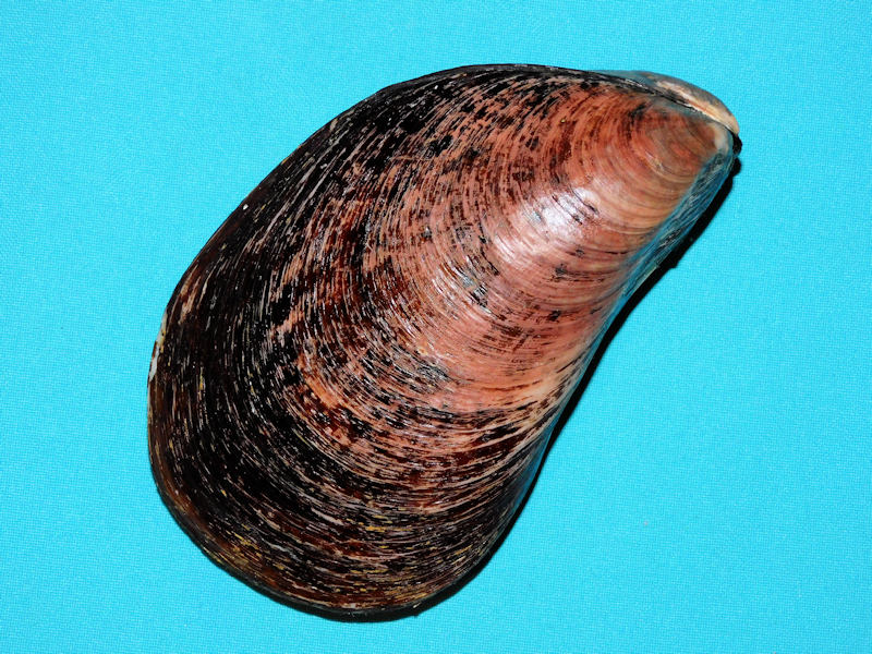 Stavelia subdistorta 5 5/8” or 142.56mm. "Large" #700478 Stavelia subdistorta 5 5/8” or 142.56mm. "Large" #700478