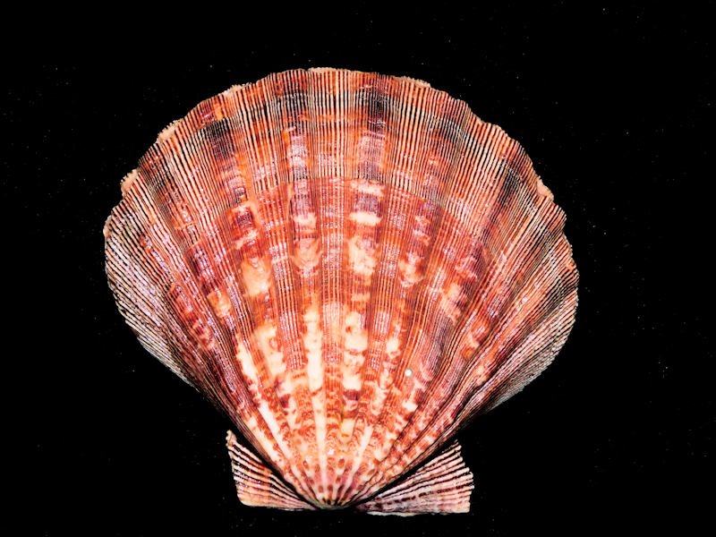 Nodipecten subnodosus 132.16mm High "Gorgeous" #700219 Nodipecten subnodosus 132.16mm High "Gorgeous" #700219