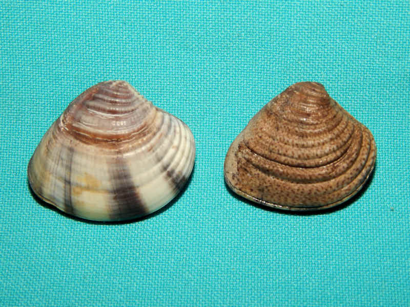 Chione subrugosa (2) 1 3/8” & 1 1/2" -West Mexico-Lot#16170 Chione subrugosa (2) 1 3/8” & 1 1/2" -West Mexico-Lot#16170