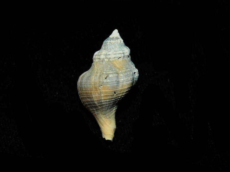 Urosalpinx subrusticus 1 1/8” or 27.26mm. St. Mary's Formation Lot#17901 (image for) Urosalpinx subrusticus 1 1/8” or 27.26mm. St. Mary's Formation Lot#17901