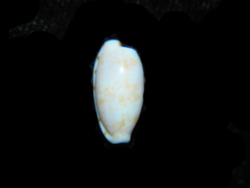 Talostolida subteres 14.14mm "Rare" LOT#901289JB (image for) Talostolida subteres 14.14mm "Rare" LOT#901289JB