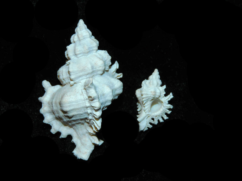 Chicoreus xestos 44.46mm & 21.38mm (Dwarf)(2)-LOT#700984G (image for) Chicoreus xestos 44.46mm & 21.38mm (Dwarf)(2)-LOT#700984G
