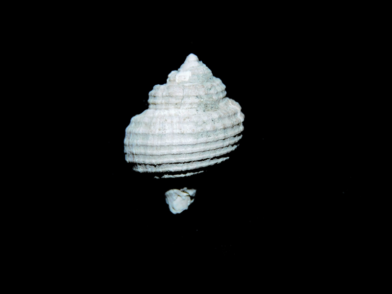 Lirosoma sulcosa 21.50mm."Yorktown Formation#17005 - Click Image to Close