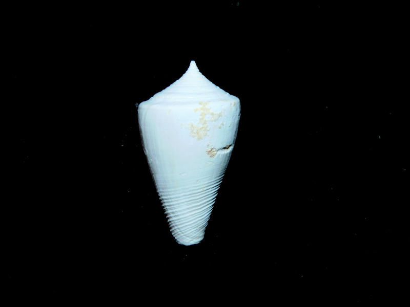 Lindaconus sulculus 23.89mm."Chipola Formation"#17207 Lindaconus sulculus 23.89mm."Chipola Formation"#17207
