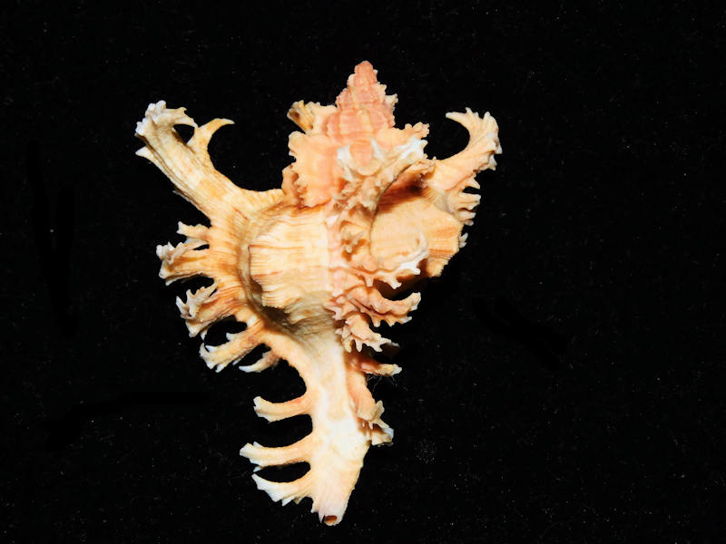 Chicoreus ramosus 2 ½” or 59.85mm. w/o"Orange"#700643 - Click Image to Close