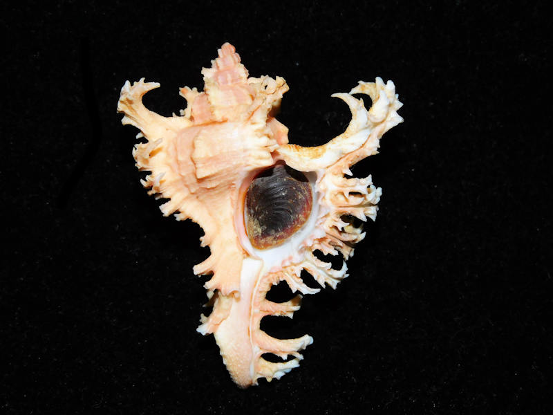 Chicoreus ramosus 2 ½” or 59.85mm. w/o"Orange"#700643 - Click Image to Close