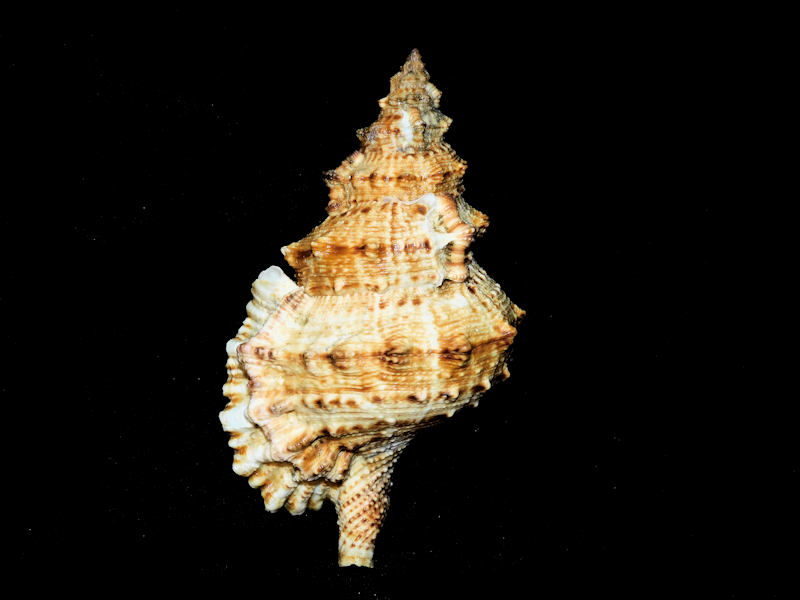 Tutufa tenuigranosa 6 ¼” or 157.65mm."Dark" #700158 Tutufa tenuigranosa 6 ¼” or 157.65mm."Dark" #700158