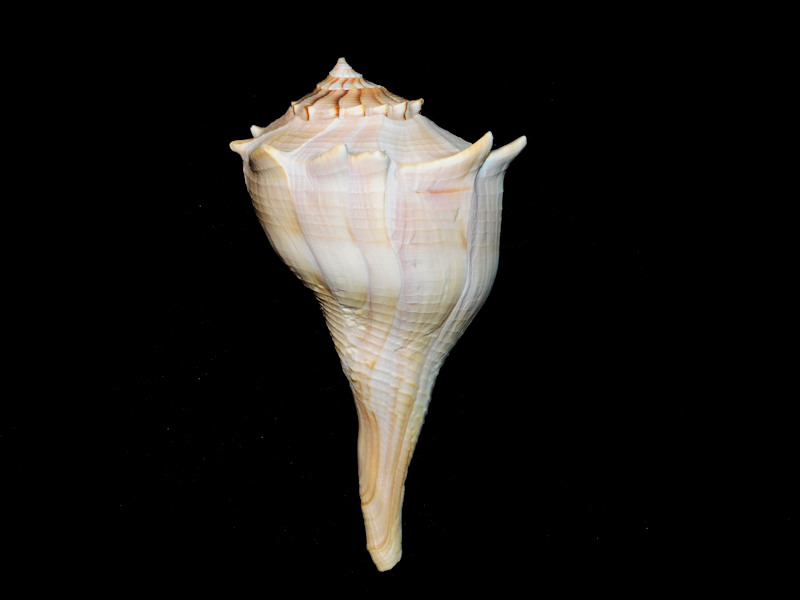 Sinistrofulgur sinistrum 5 ¾” or 147.84mm. w/o "Sanibel" #17518