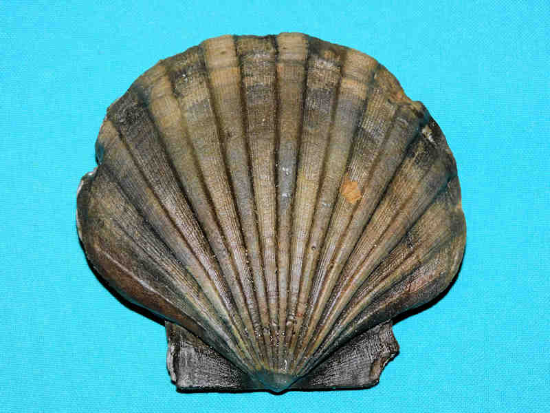 Chesapecten jeffersonius 4 3/8” or 108.77mm."Virginia"Lot#17882 (image for) Chesapecten jeffersonius 4 3/8” or 108.77mm."Virginia"Lot#17882