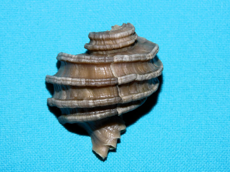 Ecphora quadricostata 1 3/4” or 42.98mm. "Lee Creek" #17276 Ecphora quadricostata 1 3/4” or 42.98mm. "Lee Creek" #17276
