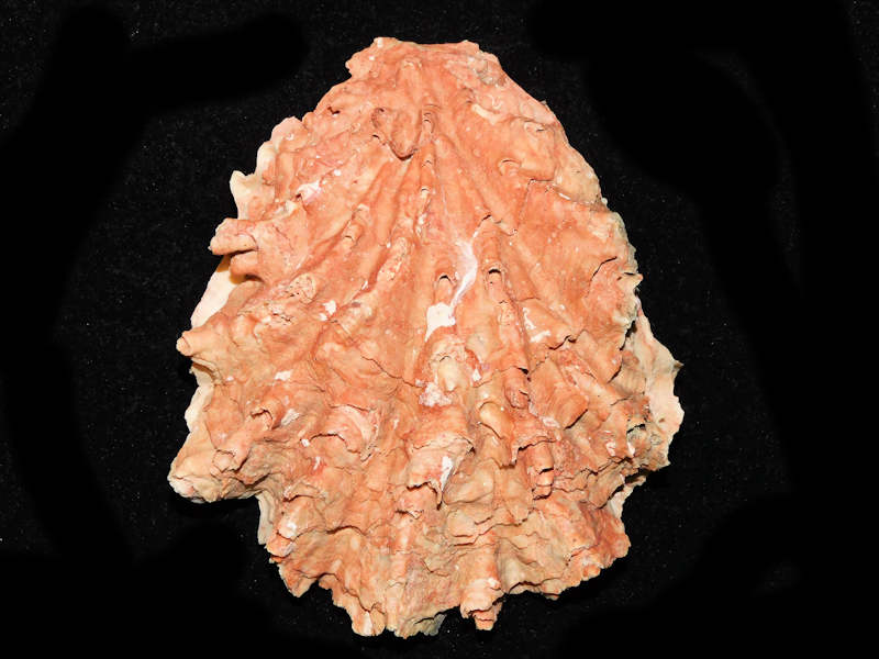 Hyotissa meridionalis 5 ¾” or 146.29mm. Gorgeous Fossil "#700654