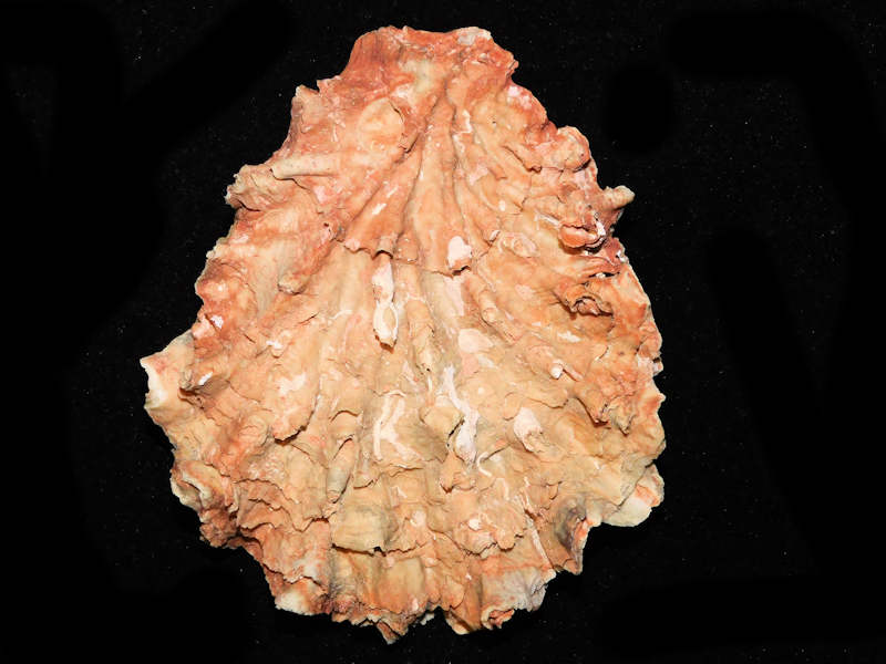 Hyotissa meridionalis 5 ¾” or 146.29mm. Gorgeous Fossil "#700654