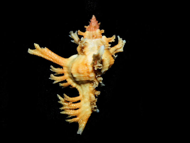 Chicoreus banksii 1 ¾” or 44.37mm. w/o "Amazing" #700148 Chicoreus banksii 1 ¾” or 44.37mm. w/o "Amazing" #700148