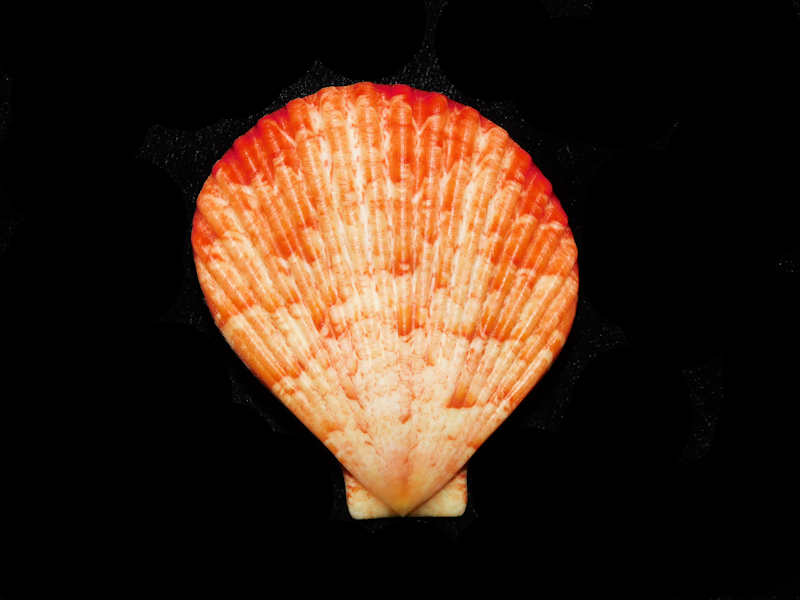 Anguipecten superbus 2 3/8” or 58.43mm. "Rare and Superb Pair" LOT# (image for) Anguipecten superbus 2 3/8” or 58.43mm. "Rare and Superb Pair" LOT#