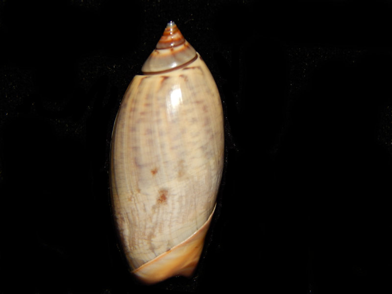 Agaronia (Agaronia) propatula 1 3/8”-Lot#12995 Agaronia (Agaronia) propatula 1 3/8”-Lot#12995