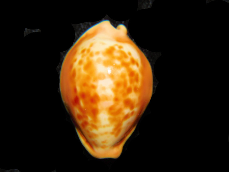 Propustularia surinamensis 1 1/4” or 29.02mm."Rare Brazillian Beauty" LOT#901220JB (image for) Propustularia surinamensis 1 1/4” or 29.02mm."Rare Brazillian Beauty" LOT#901220JB