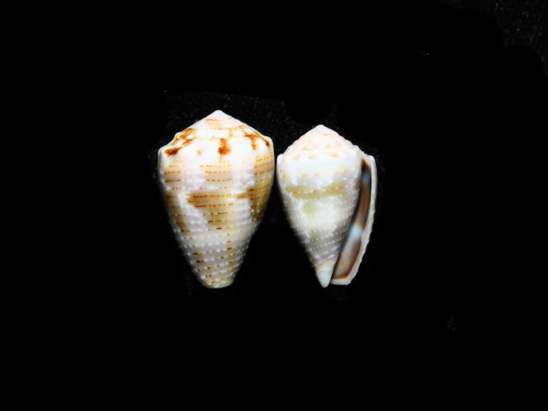 Conus (Virroconus) coronatus(2) 18.87mm. & 17.64mm.#17721 - Click Image to Close