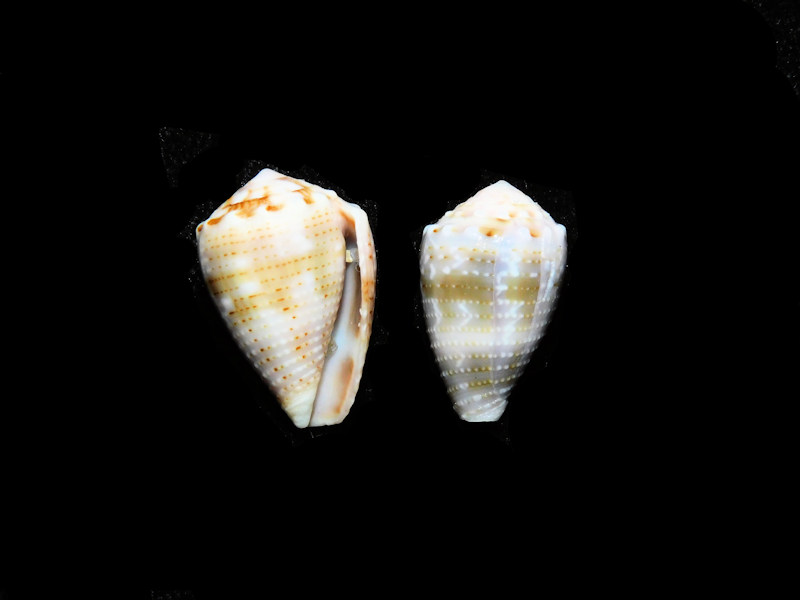 Conus (Virroconus) coronatus(2) 18.87mm. & 17.64mm.#17721 - Click Image to Close