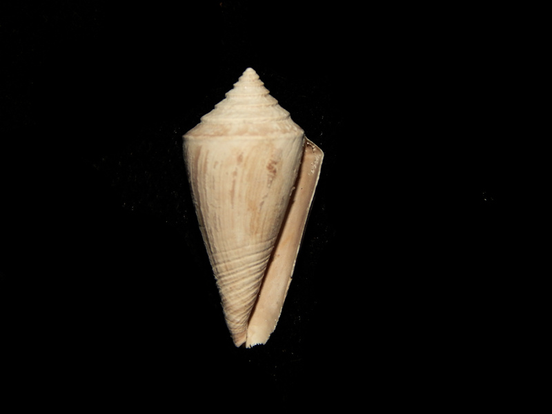 Jaspidiconus susanae 20.36mm.-Fruitville Member-Lot#15951 - Click Image to Close