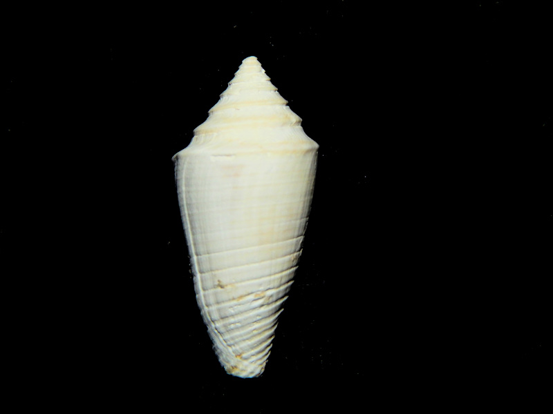 Jaspidiconus susanae 1"-Golden Gate Member-Lot#16567 Jaspidiconus susanae 1"-Golden Gate Member-Lot#16567
