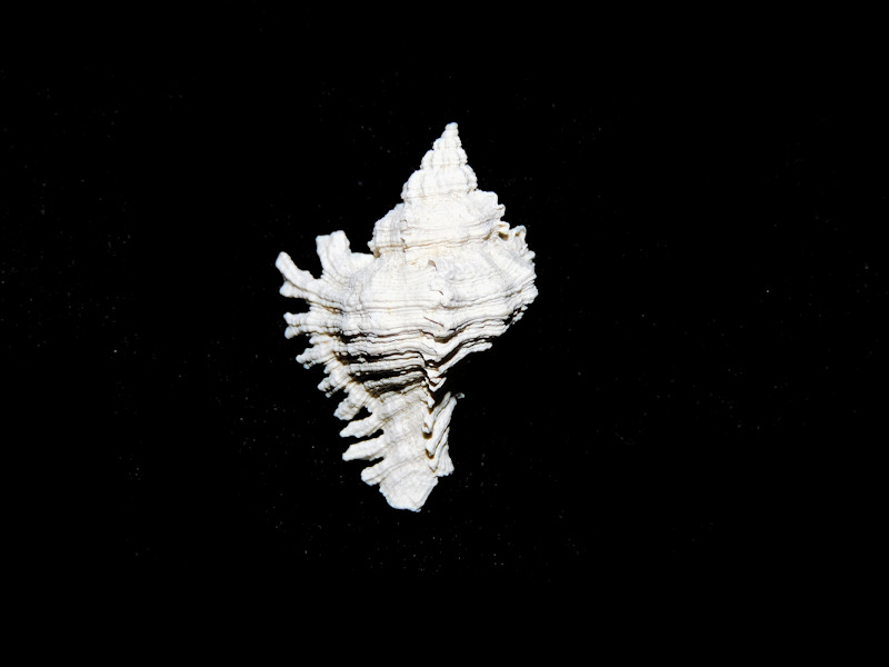 Chicoreus susanae 1 1/8” or 27.69mm. Uncommon Brantley#16915 Chicoreus susanae 1 1/8” or 27.69mm. Uncommon Brantley#16915