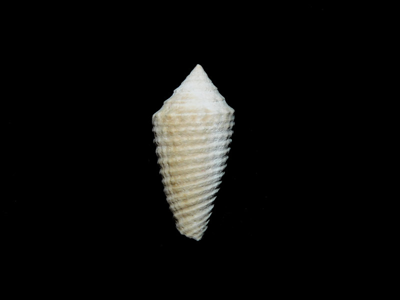 Jaspidiconus susanae 23.12mm. "Golden Gate"#17715