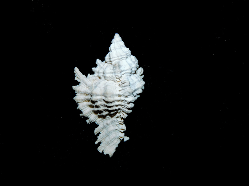 Chicoreus calusa 1 1/4” or 31.03mm. Brantley Pit #17322