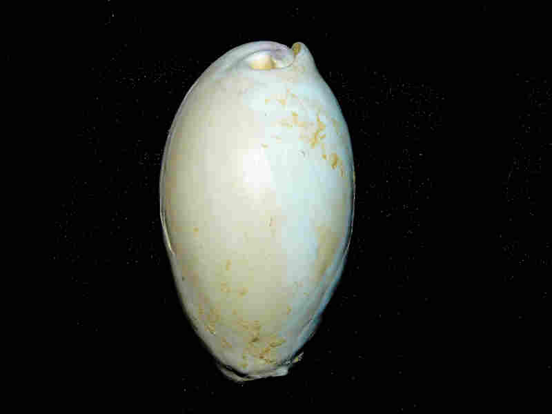 Siphocypraea (Lokossea) swearingeni 3” or 76.53mm."Uncommon" Lot#17964 (image for) Siphocypraea (Lokossea) swearingeni 3” or 76.53mm."Uncommon" Lot#17964