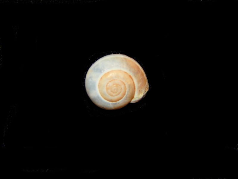Monacha syriaca -Land Snail From Israel-Lot # 10576 Monacha syriaca -Land Snail From Israel-Lot # 10576