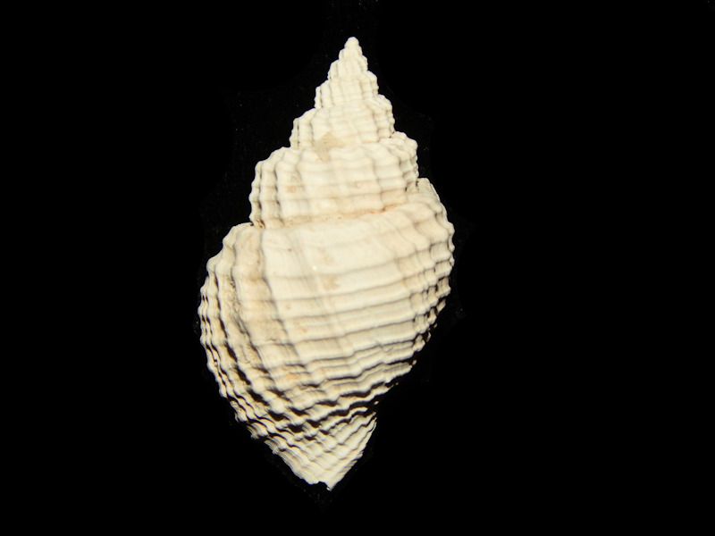 Cancellaria tabulata 1 ½” -Uncommon Pinecrest -Lot#15205